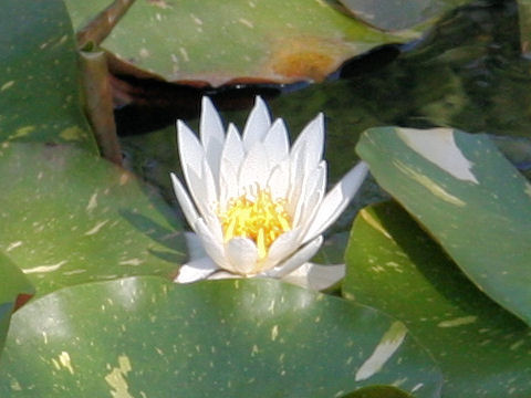 Nymphaea odorata cv. Caroliniana