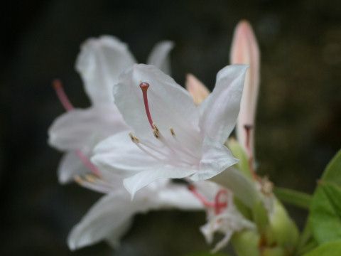 Rhododendron cv. Soir de Paris