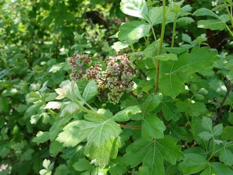 Rhus aromatica