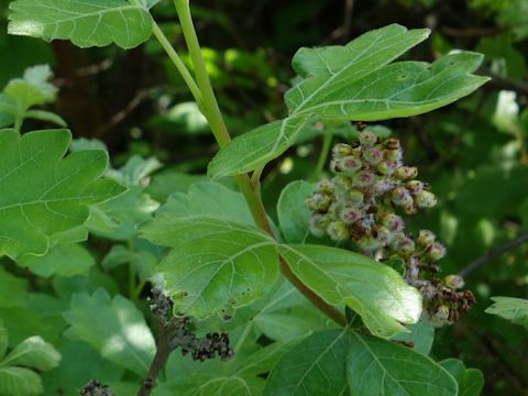 Rhus aromatica