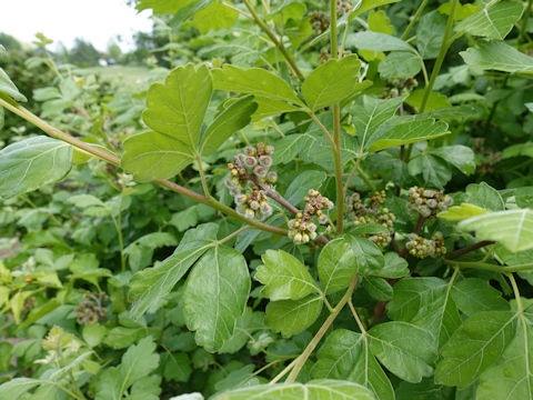 Rhus aromatica