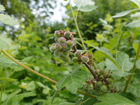 Rhus aromatica