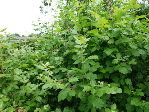 Rhus aromatica