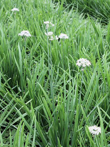 Allium tuberosum