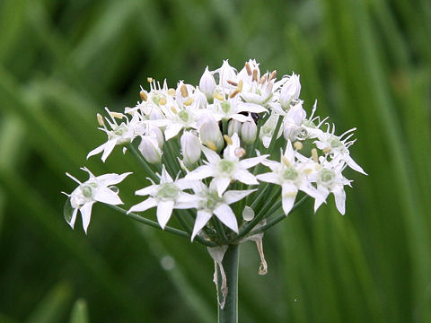 Allium tuberosum