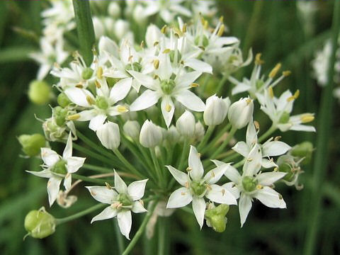 Allium tuberosum