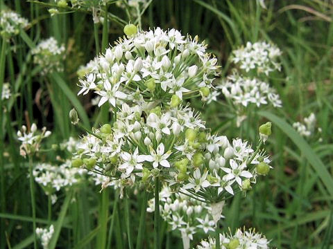 Allium tuberosum