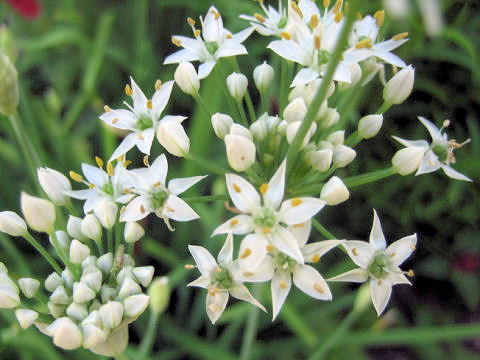 Allium tuberosum