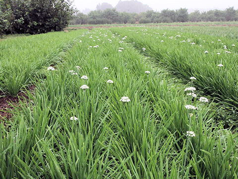 Allium tuberosum