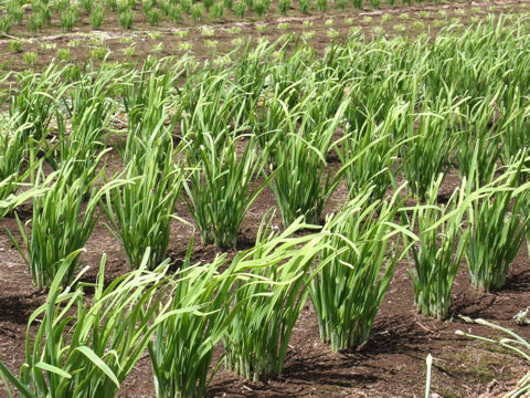 Allium tuberosum