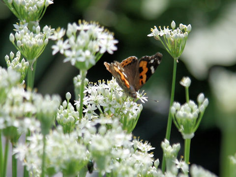 Allium tuberosum