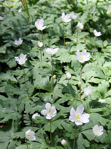 Anemone flaccida