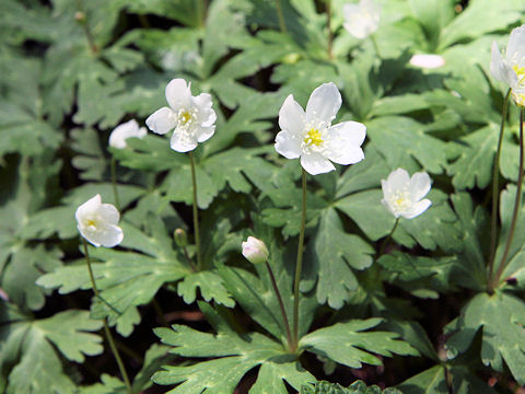 Anemone flaccida