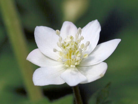 Anemone flaccida