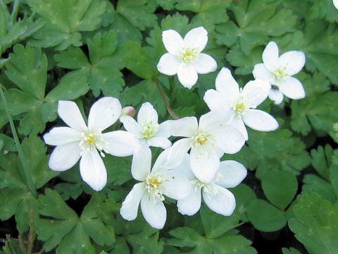 Anemone flaccida