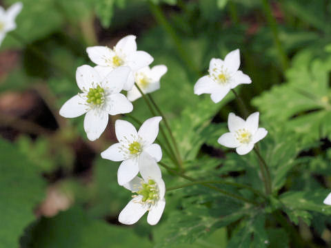 Anemone flaccida