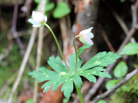 Anemone flaccida