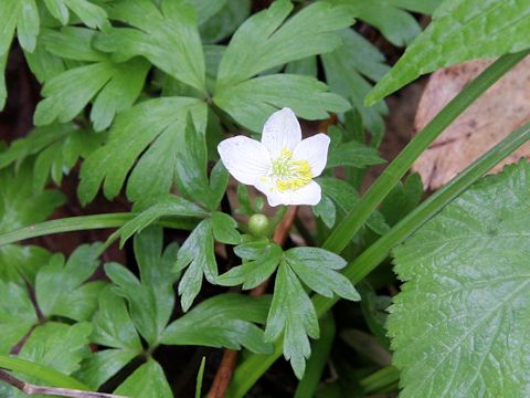 Anemone flaccida