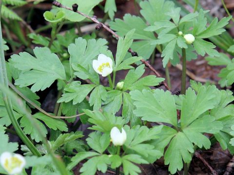 Anemone flaccida