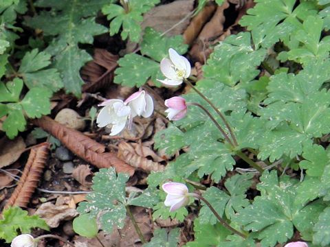 Anemone flaccida