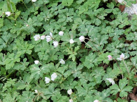 Anemone flaccida