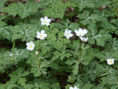 Anemone flaccida