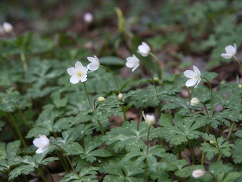 Anemone flaccida