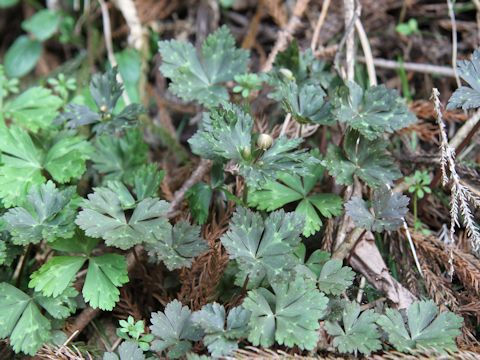 Anemone flaccida