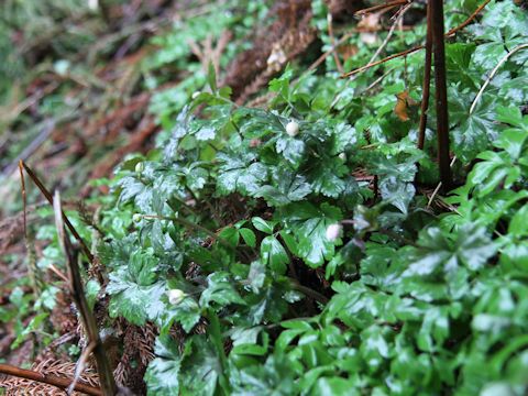 Anemone flaccida