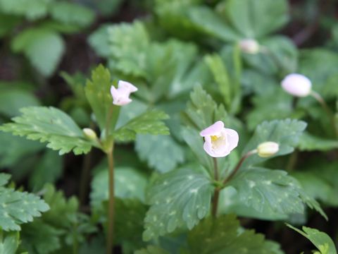 Anemone flaccida