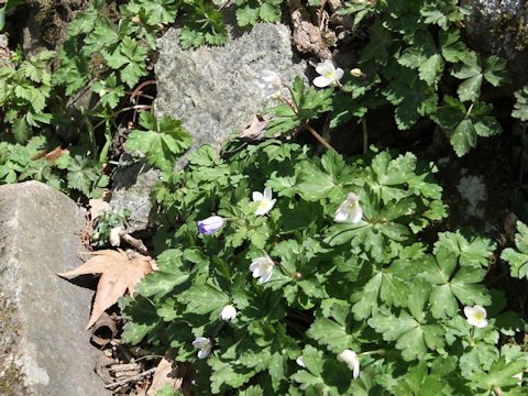 Anemone flaccida