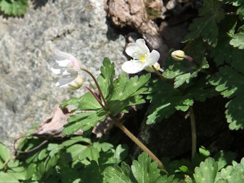 Anemone flaccida