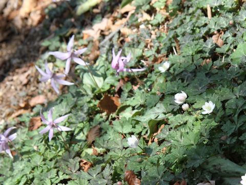 Anemone flaccida