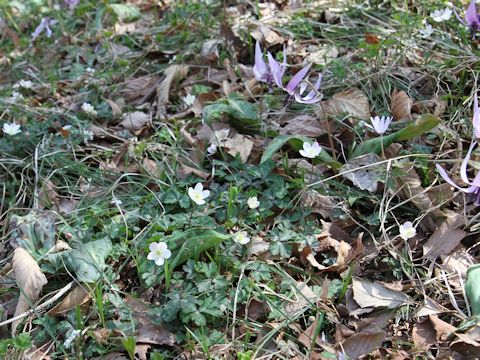 Anemone flaccida