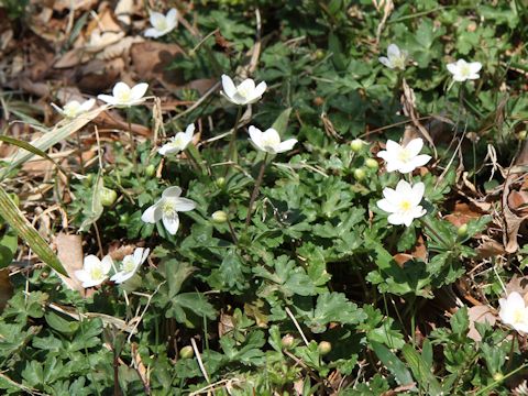 Anemone flaccida