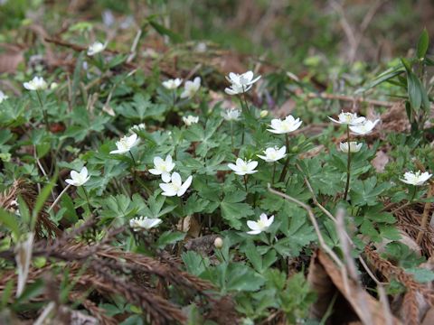 Anemone flaccida