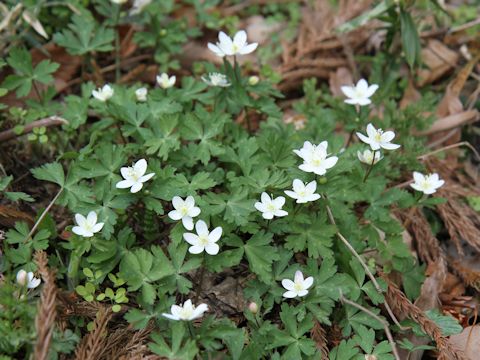 Anemone flaccida