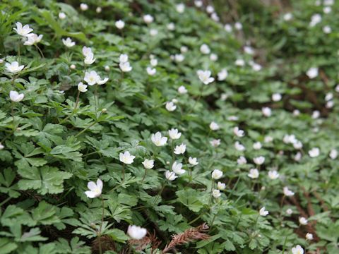 Anemone flaccida