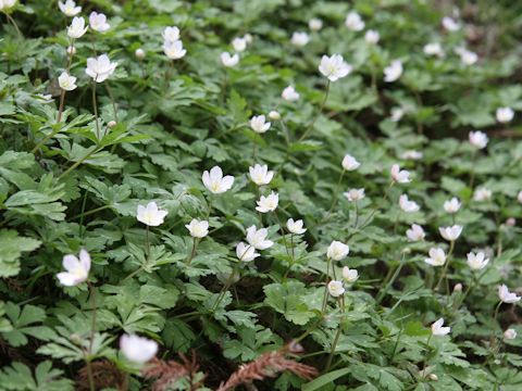 Anemone flaccida