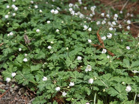 Anemone flaccida