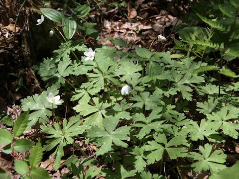 Anemone flaccida