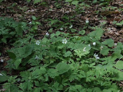 Anemone flaccida