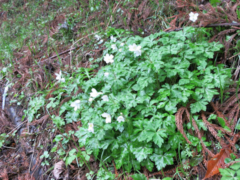 Anemone flaccida