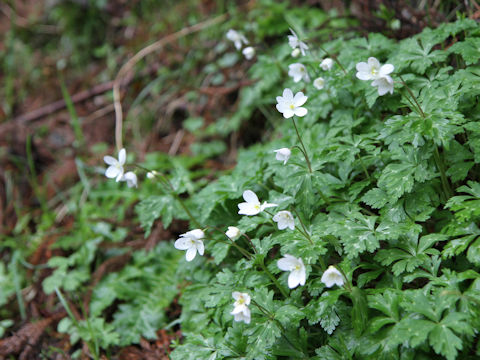 Anemone flaccida