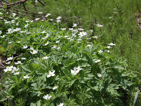 Anemone flaccida