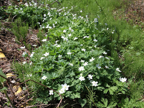 Anemone flaccida