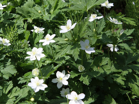 Anemone flaccida