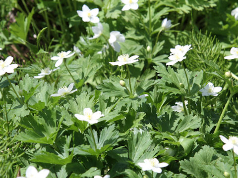 Anemone flaccida