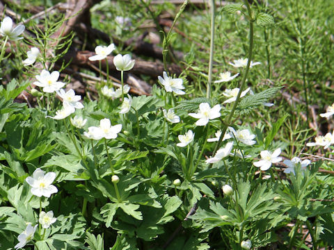 Anemone flaccida