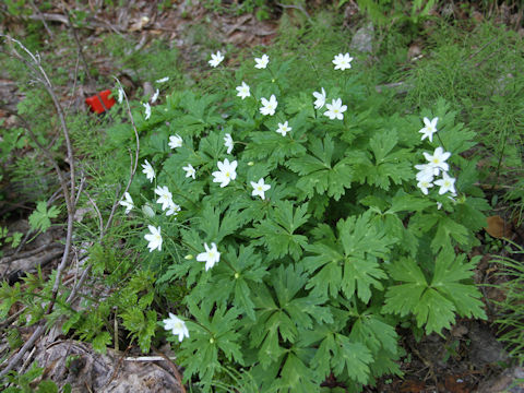 Anemone flaccida